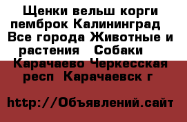 Щенки вельш корги пемброк Калининград - Все города Животные и растения » Собаки   . Карачаево-Черкесская респ.,Карачаевск г.